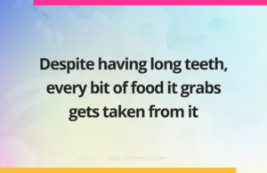 Despite having long teeth, every bit of food it grabs gets taken from it.