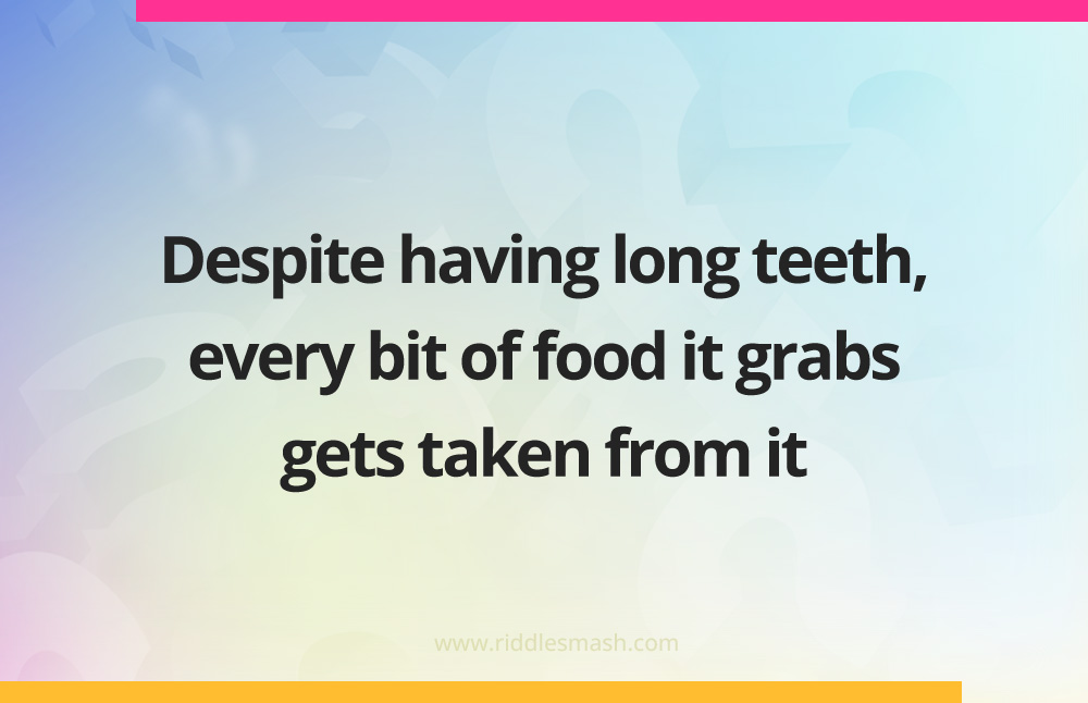 Despite having long teeth, every bit of food it grabs gets taken from it.