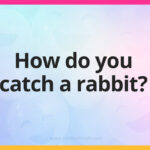 How do you catch a rabbit?