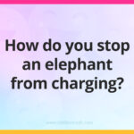 How do you stop an elephant from charging?