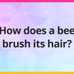 How does a bee brush its hair?