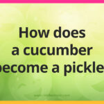 How does a cucumber become a pickle?
