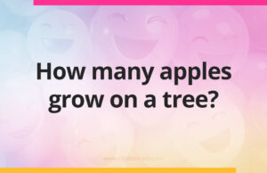 How many apples grow on a tree?