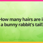 How many hairs are in a bunny rabbit's tail?