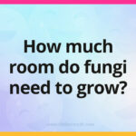 How much room do fungi need to grow?