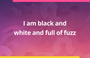 I am black and white and full of fuzz.
