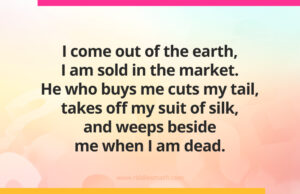 I come out of the earth, I am sold in the market. He who buys me cuts my tail, takes off my suit of silk, and weeps beside me when I am dead.