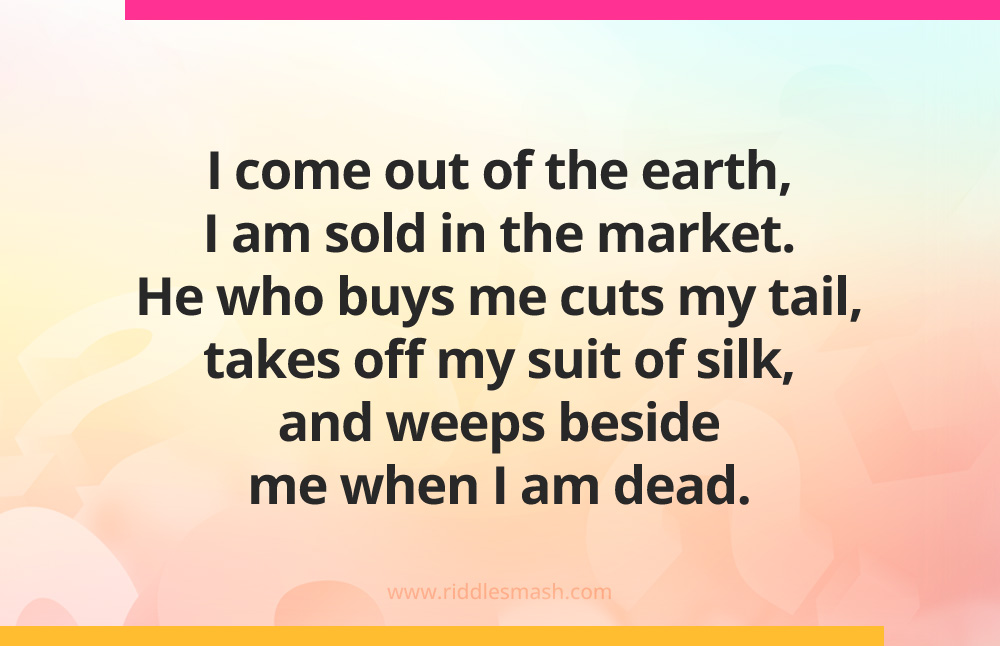 I come out of the earth, I am sold in the market. He who buys me cuts my tail, takes off my suit of silk, and weeps beside me when I am dead. 