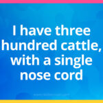 I have three hundred cattle, with a single nose cord.