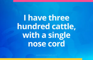 I have three hundred cattle, with a single nose cord.