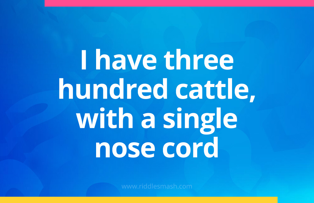 I have three hundred cattle, with a single nose cord.
