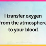 I transfer oxygen from the atmosphere to your blood.