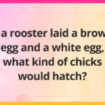 If a rooster laid a brown egg and a white egg, what kind of chicks would hatch?