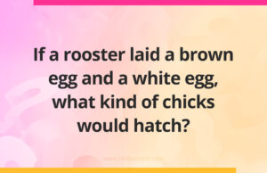 If a rooster laid a brown egg and a white egg, what kind of chicks would hatch?