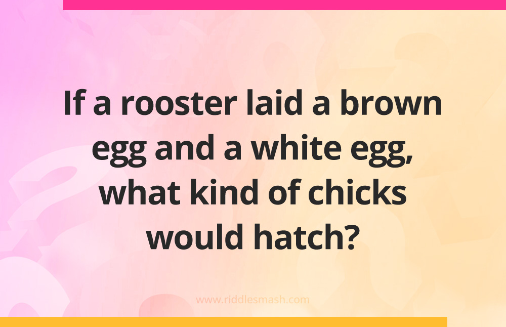 If a rooster laid a brown egg and a white egg, what kind of chicks would hatch?