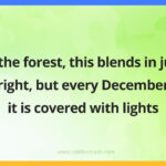 In the forest, this blends in just right, but every December it is covered with lights.