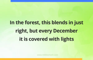 In the forest, this blends in just right, but every December it is covered with lights.