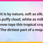 It is by nature, soft as silk, A puffy cloud, white as milk, Snow tops this tropical crop, The dirtiest part of a mop.