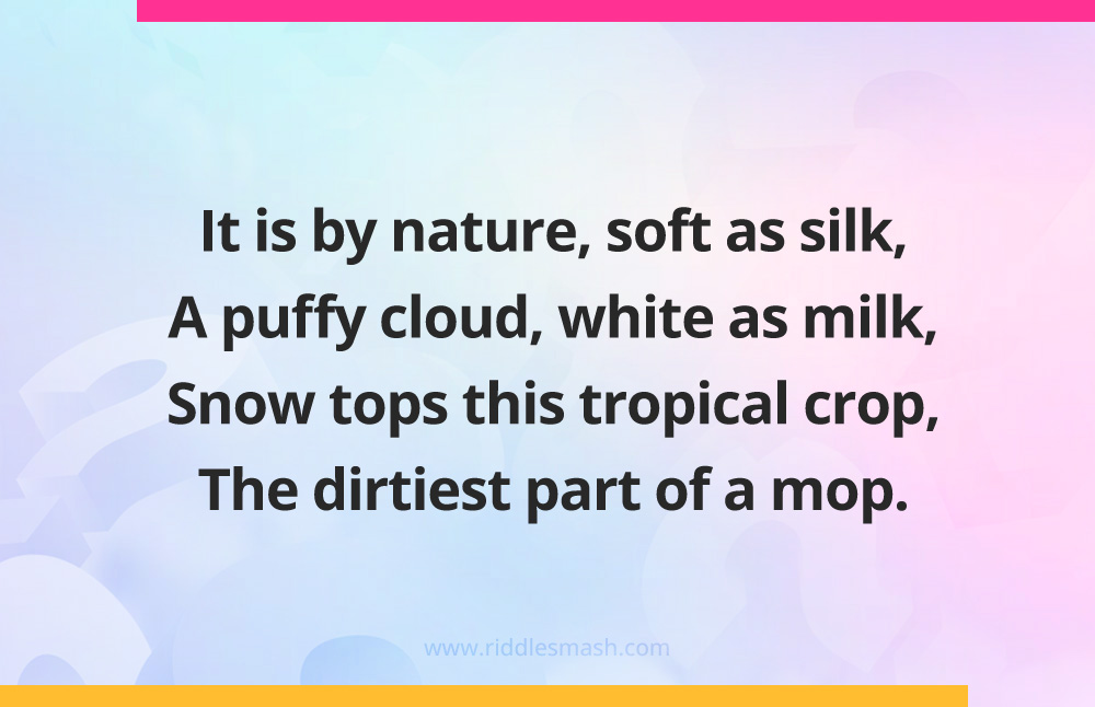 It is by nature, soft as silk, A puffy cloud, white as milk, Snow tops this tropical crop, The dirtiest part of a mop.