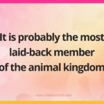 It is probably the most laid-back member of the animal kingdom.