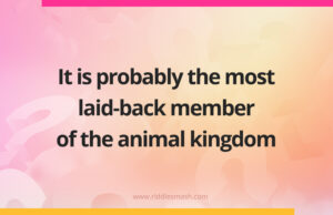 It is probably the most laid-back member of the animal kingdom.