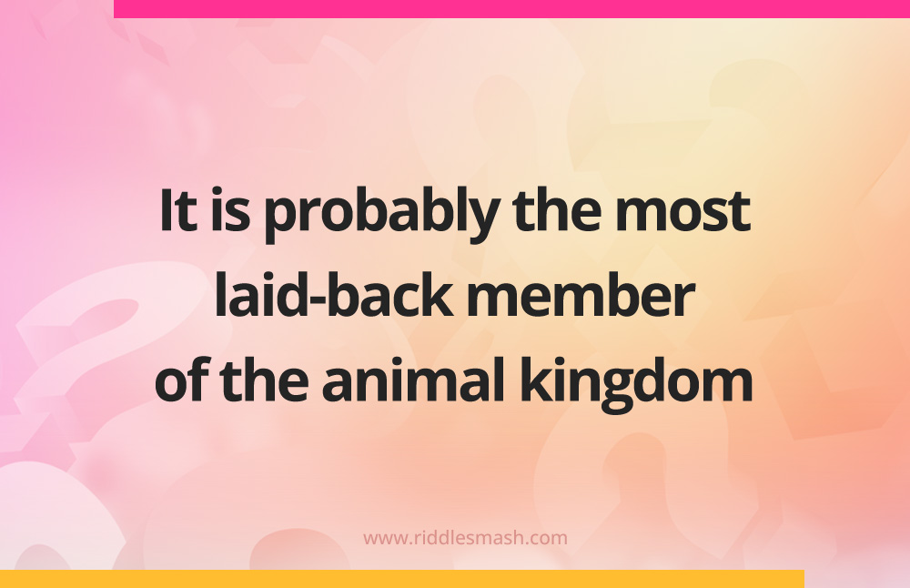 It is probably the most laid-back member of the animal kingdom.