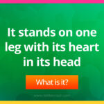 It stands on one leg with its heart in its head.