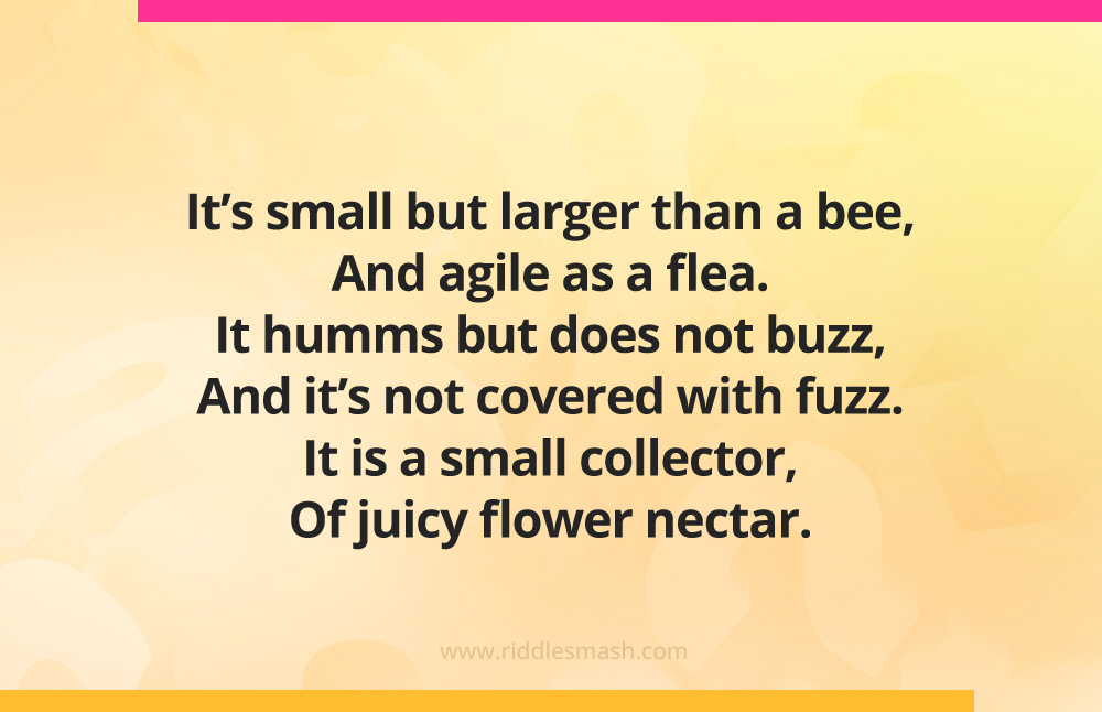 It's small but larger than a bee, And agile as a flea. It humms but does not buzz, And it's not covered with fuzz. It is a small collector, Of juicy flower nectar.