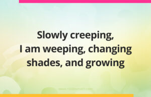 Slowly creeping, I am weeping, changing shades, and growing.