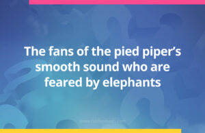 The fans of the pied piper's smooth sound who are feared by elephants.
