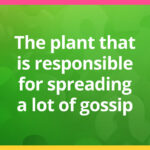 The plant that is responsible for spreading a lot of gossip.
