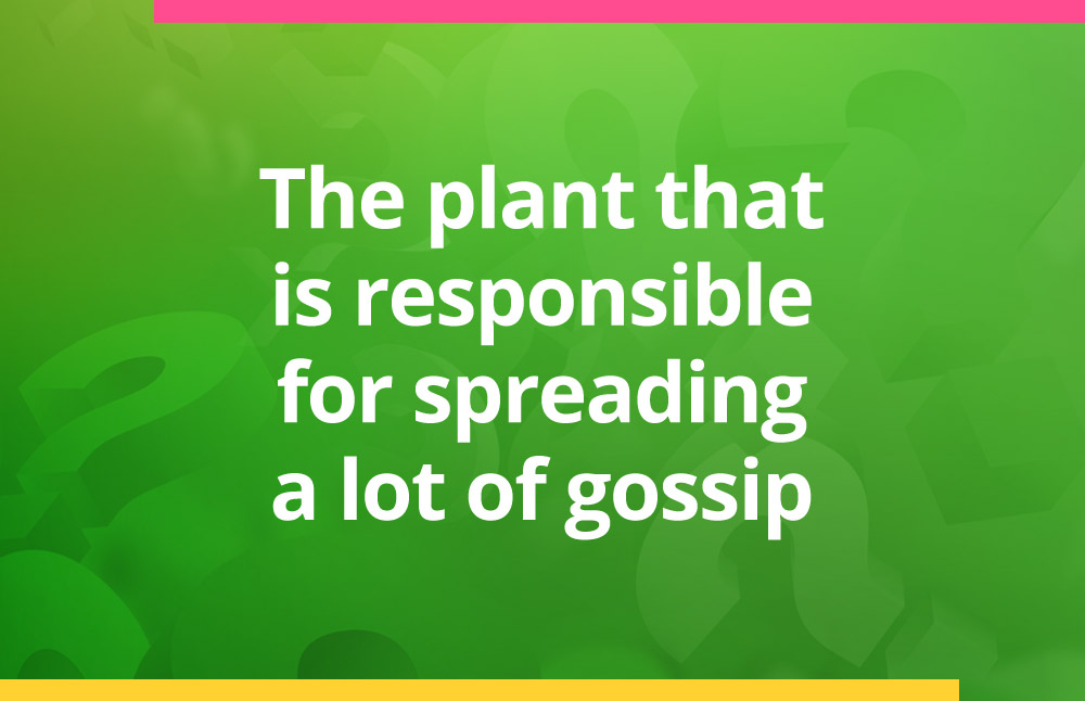 The plant that is responsible for spreading a lot of gossip.