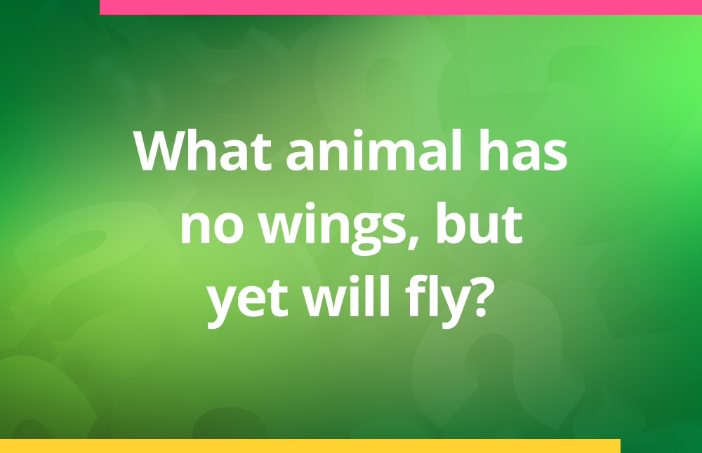 What animal has no wings, but yet will fly?