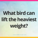 What bird can lift the heaviest weight?