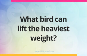 What bird can lift the heaviest weight?