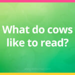 What do cows like to read?