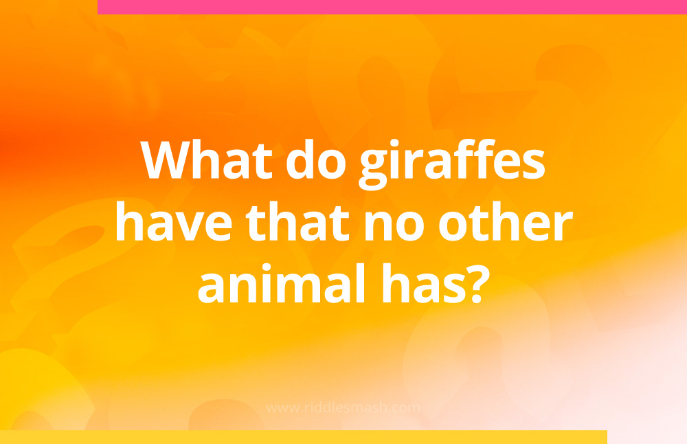 What do giraffes have that no other animal has?