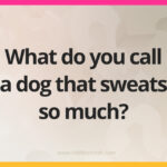 What do you call a dog that sweats so much?