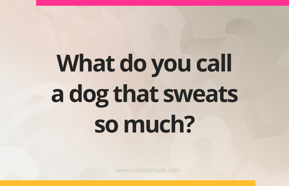 What do you call a dog that sweats so much?