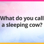 What do you call a sleeping cow?
