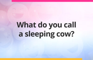 What do you call a sleeping cow?