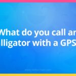 What do you call an alligator with a GPS?