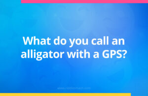 What do you call an alligator with a GPS?