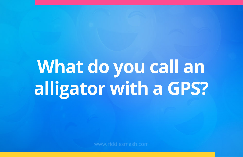 What do you call an alligator with a GPS?