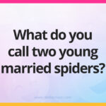 What do you call two young married spiders?