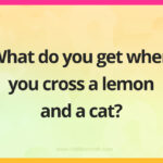 What do you get when you cross a lemon and a cat?