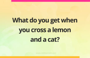 What do you get when you cross a lemon and a cat?