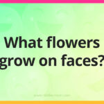 What flowers grow on faces?