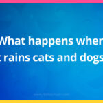 What happens when it rains cats and dogs?