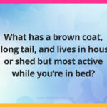 What has a brown coat, a long tail, and lives in house or shed but most active while you're in bed?
